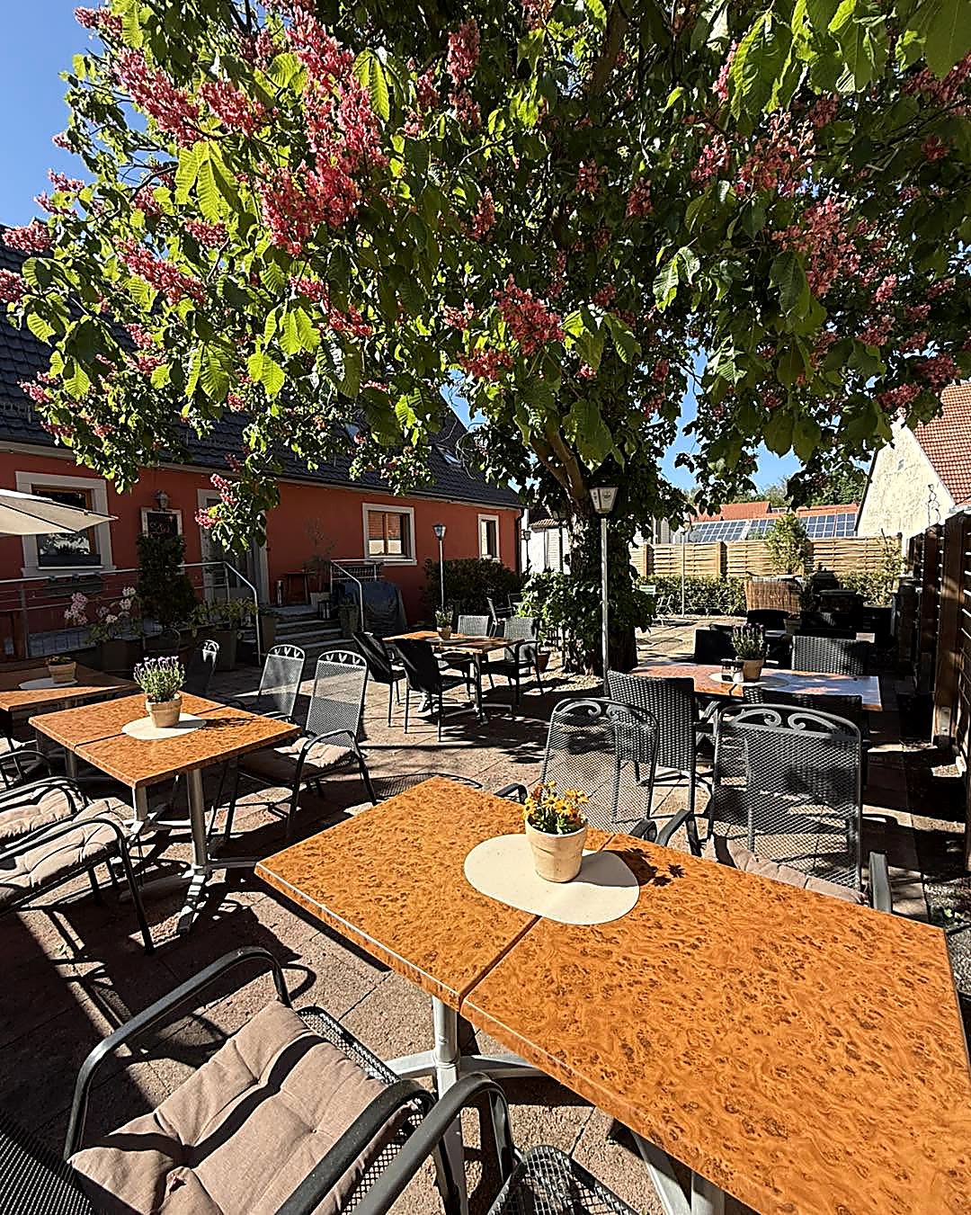 Biergarten unter dem blühenden Kastanienbaum im Frühling