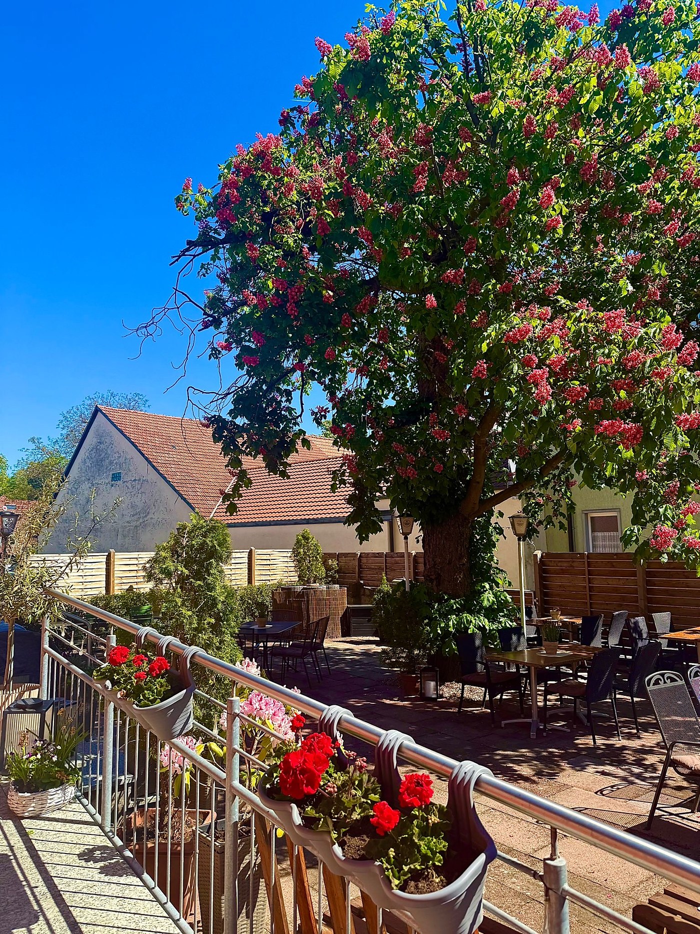 Biergarten unter der blühenden Kastanie